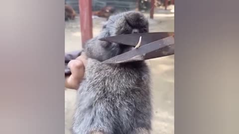 Funny, Smart And Cute Animals Video! 2020
