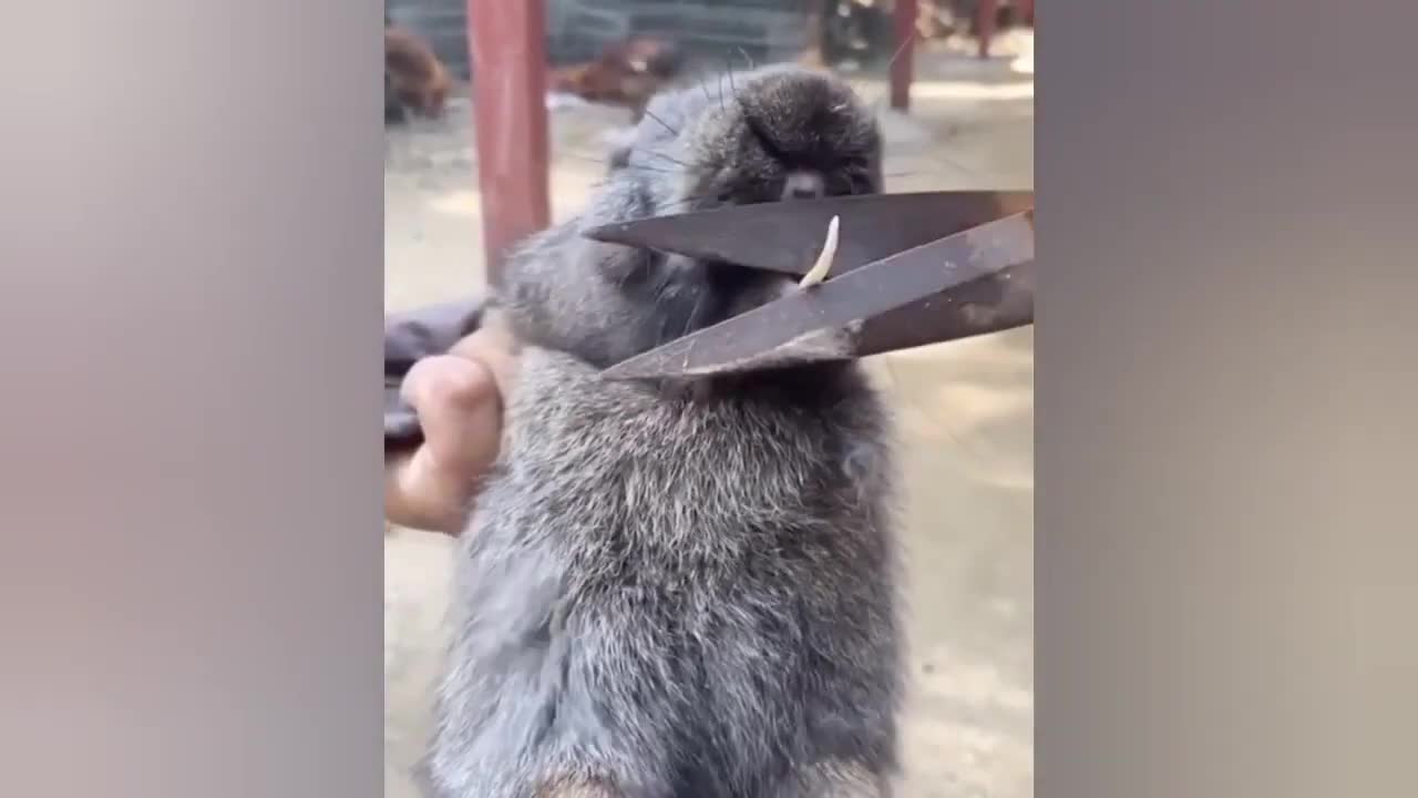 Funny, Smart And Cute Animals Video! 2020
