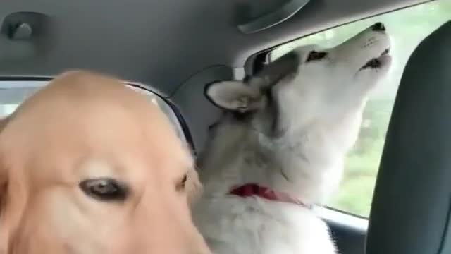 Definitely not a quiet road trip 🤣 Tag someone who'd love this video 👇