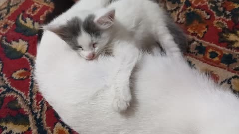 Cats and kittens give meaning to life