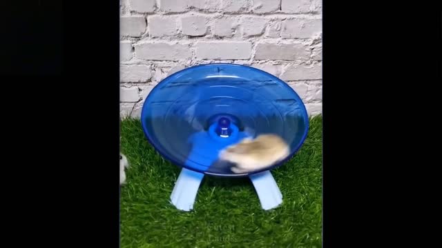 Cute And Funny Pets Compilation WD #1