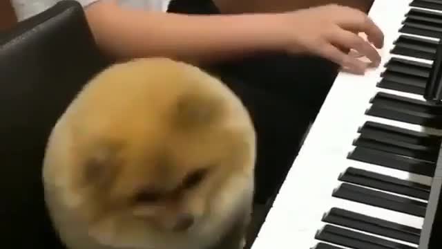 play the piano