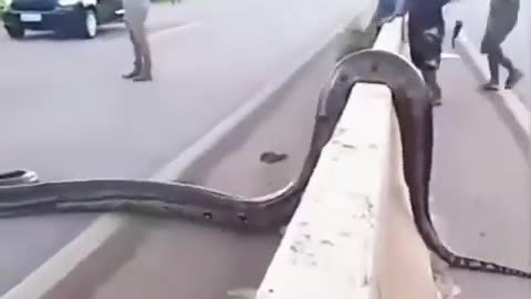 🦎 Anaconda Crosses Road in Brazil 🛤️🐍