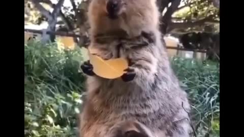 Funny and beautiful animals videos