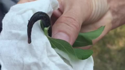 Leech!