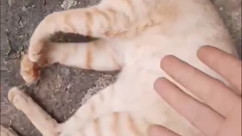kittens are in love