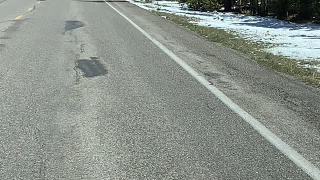 Yellowstone National Park Wolf chases Elk