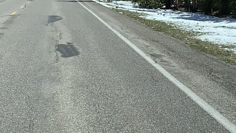 Yellowstone National Park Wolf chases Elk