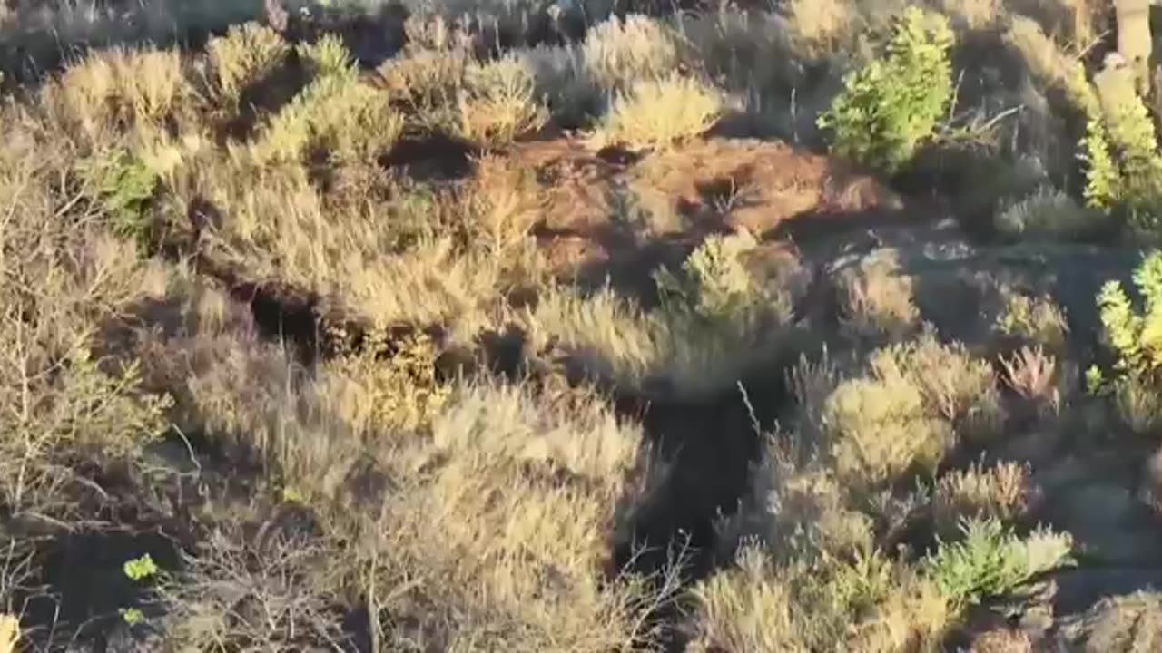 17 Ukrainian servicemen surrender at once