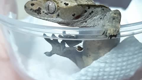 Lizard's dainty hands.