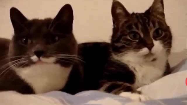 Funny and Cute Cat Videos #299