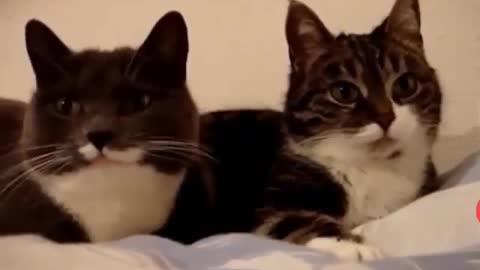 Funny and Cute Cat Videos #299