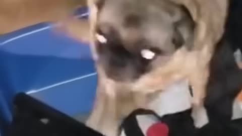 pug vibin to sh boom