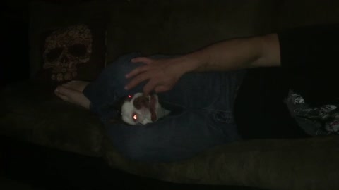 Crazy Boston Terrier Beefcake