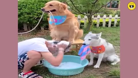 Funny compilation of dogs and cats, just for laugh.