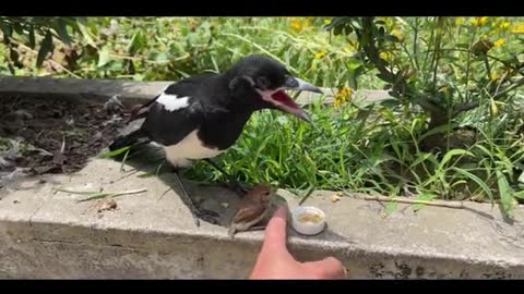 magpie bird