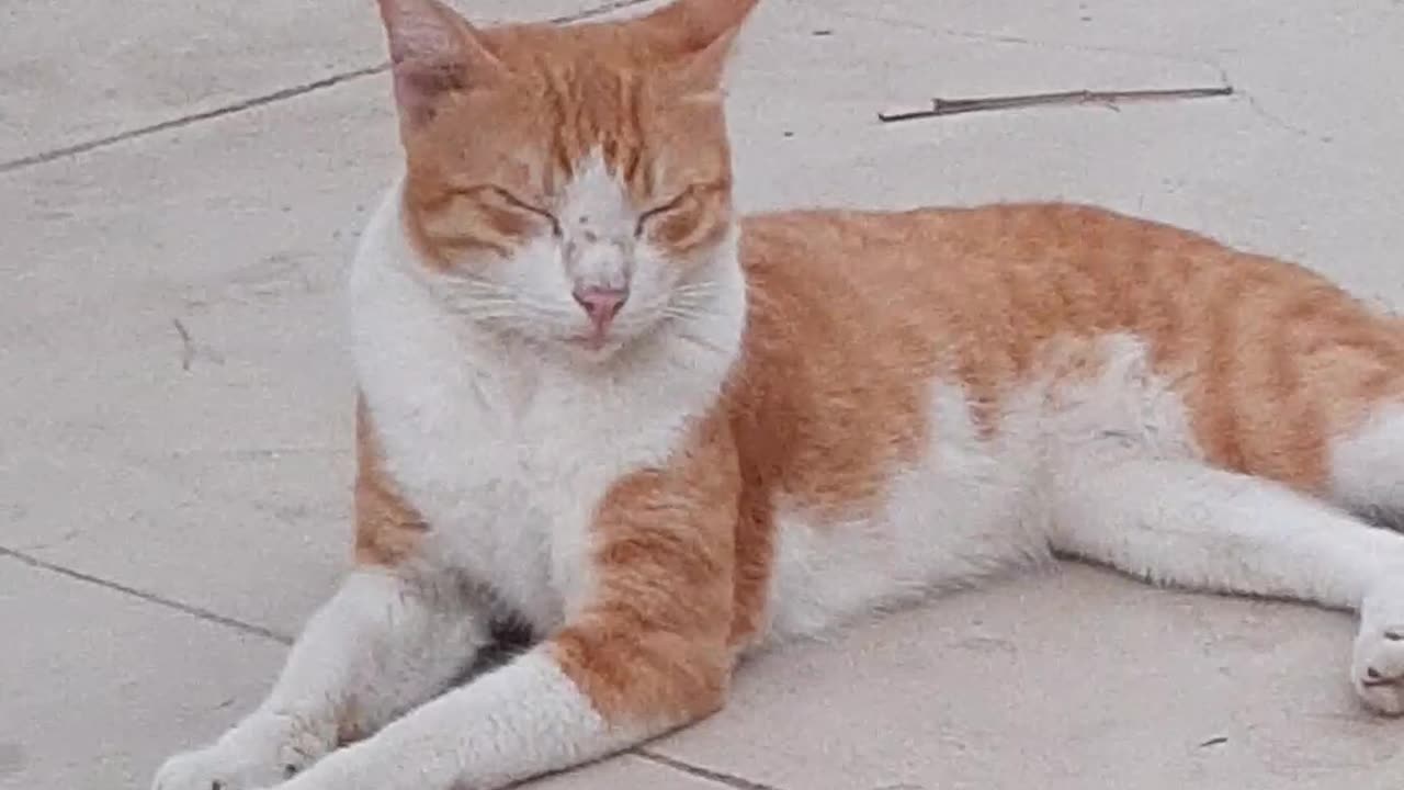 Stray needs a shelter