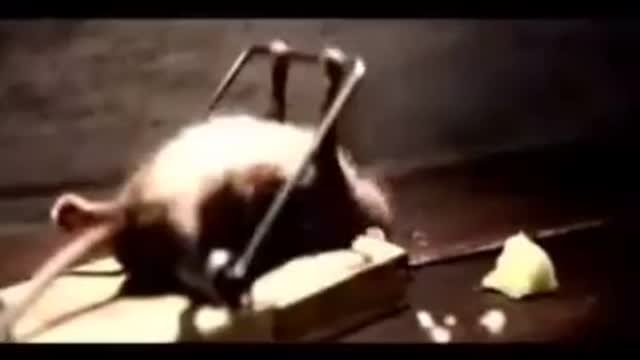 Can't stop laughing animals 🐈😺 Cute #13💋🥺