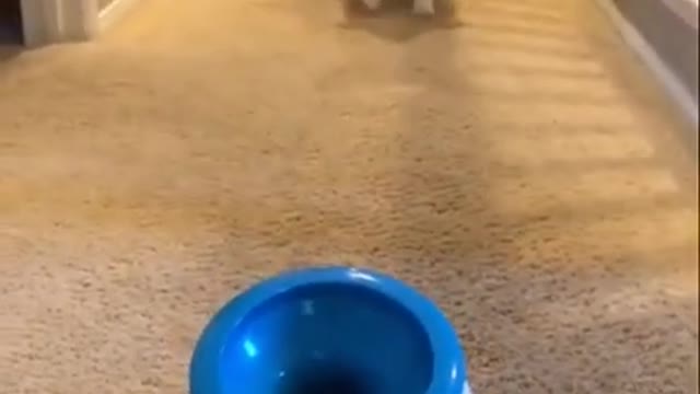 Learn how to train your dog in funnyway as they are train in dog training academy