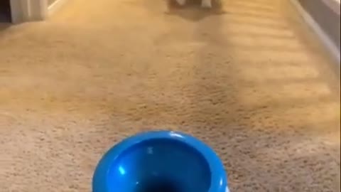 Learn how to train your dog in funnyway as they are train in dog training academy
