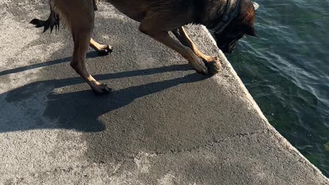 Dog's Ball Won't Stay Still
