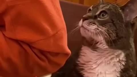 Cat being cute☺