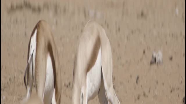 two young baby deer training fight