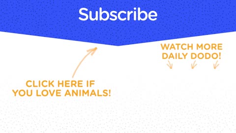 11 INSANELY CUTE BUNNIES : Bunny Video Compilation | The Dodo Best Of