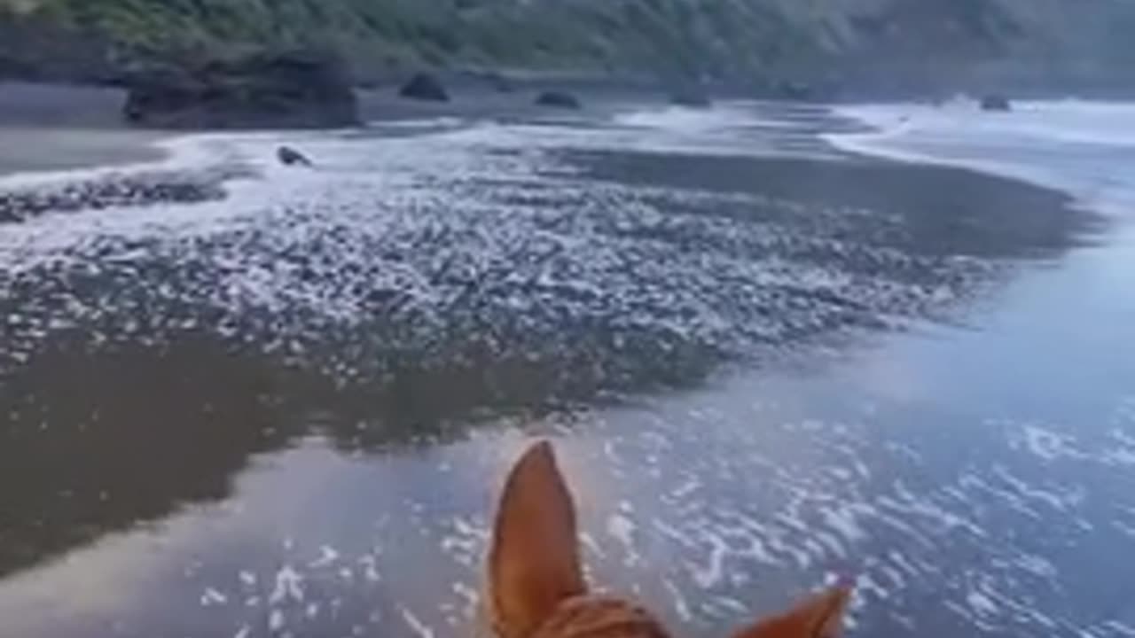 An enjoyable cure for depression