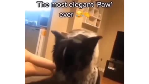 elegant paw