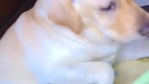 dog lover || Labrador dog || cute dog video || filling of dog lover || short ||
