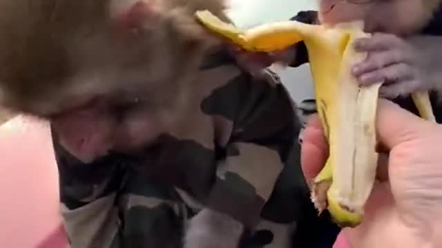 The cutest monkeys you have ever seen sharing a banana