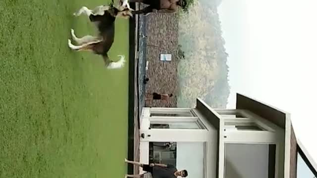 Black and white dog plays keep away with ball on grass
