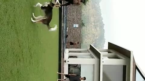 Black and white dog plays keep away with ball on grass