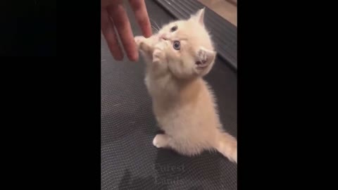 Fanny pats
