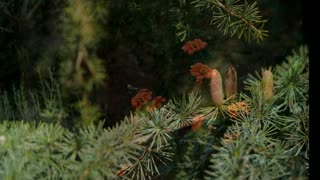 A selection of Flowers, plants & leaves, with birds and bees sound...