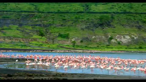 wildlife of Ethiopian