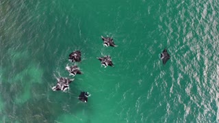 Reef Manta Rays Dancing Together