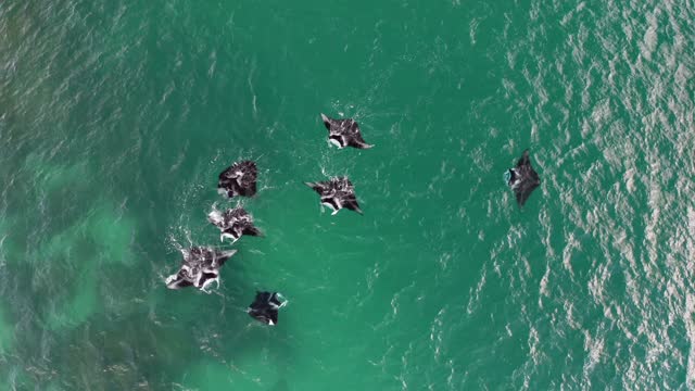 Reef Manta Rays Dancing Together