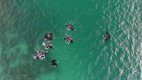 Reef Manta Rays Dancing Together