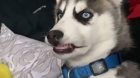 He is good smiler 😂😂😍 Cute dog video #shorts
