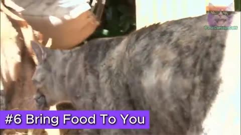 12 Things Your Cat DOES FOR YOU 🐱 (And You Didn't Know)