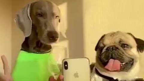 Two Funny Dogs Enjoying Moment