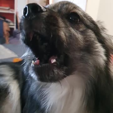 Worlds most adorable puppy screams at the top of his lungs