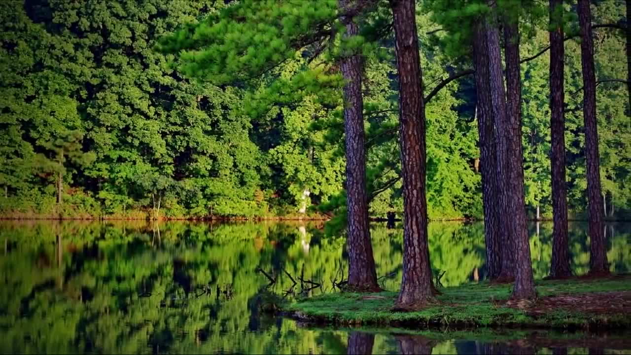 Nature Beautiful short اشجار جميله