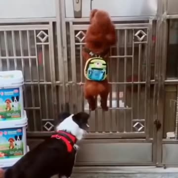 Funny Dog Videos