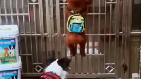 Funny Dog Videos