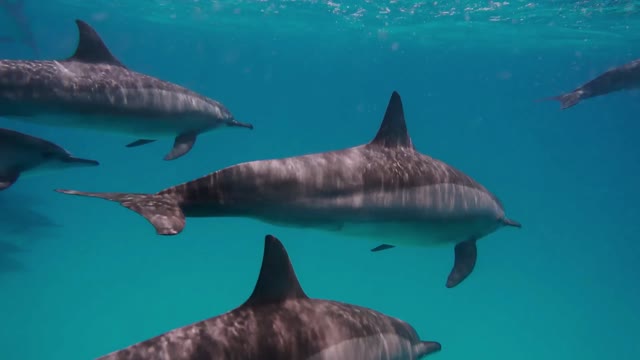 dolphin flock in red sea