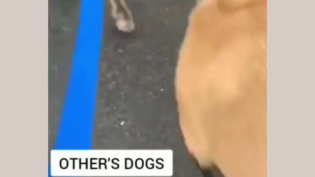 Funny Lazy Dog 😂 😂 😂 (Short Clip)