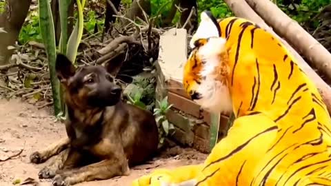 DOG VS LION PRANK